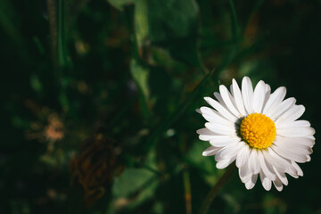 Macro image of beautiful white daisy (Bellis perennis) flower on background of green grass, sunny springtime day, high contrast image, plenty of copy-space