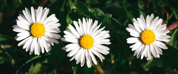 Macro image of  three beautiful white daisies (Bellis perennis) flower in a row, on background of green grass, sunny springtime day, high contrast image, banner size © Robert Petrovic