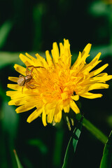 Yellow dandelion flower (Taraxacum officinale) and small  grass spider on sunny spring day in green lawn, macrophotography of nature flora and fauna