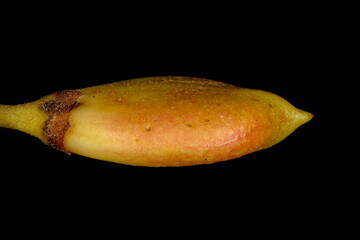 Lilac (Syringa vulgaris). Fruit Closeup