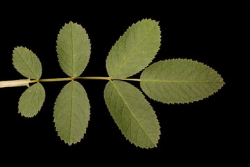 Apple Rose (Rosa villosa). Leaf Closeup