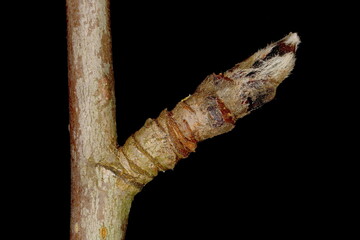Rowan (Sorbus aucuparia). Brachyblast Closeup