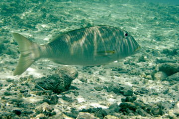 Fototapeta premium Lethrinus Xanthochilus - Yellow-lip Emperor fish
