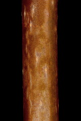 Norway Maple (Acer platanoides). Wintering Twig Detail Closeup