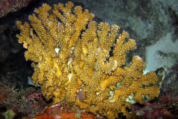 Pocilloppora Verrucosa - Rasp Coral - Knob-horned Coral