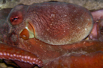 Octopus Cyanea - Common Reef Octopus - Big Blue Octopus - Day octopus