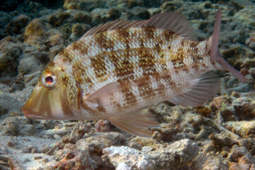 Mangrove Red Snapper - Lutjanus Argentimaculatus - Mangrove Jack