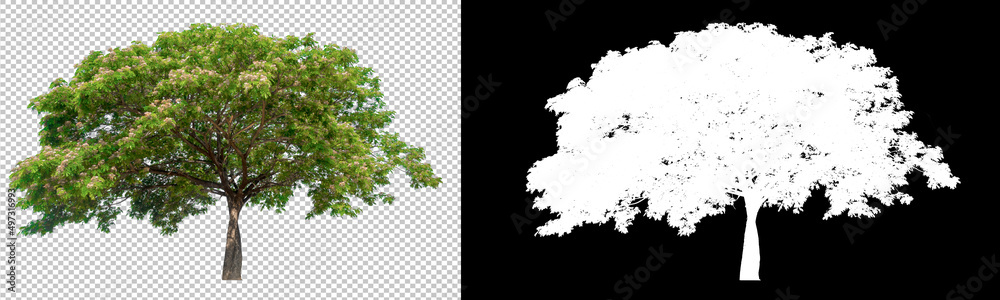 Aufkleber Green tree on transparent background picture with clippings path inside of picture and alpha Channel for easy to selection and brush design