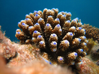 Young colony of Acropora Nasuta - Hard coral - Stony coral in Maldives