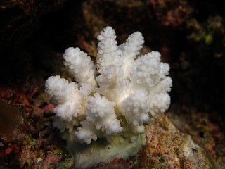 Dead Coral - Empty shell of corals