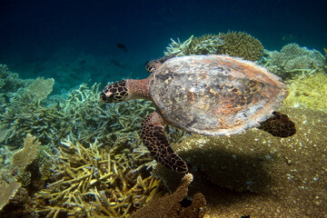 Hawksbill sea turtle - Eretmochelys imbricata