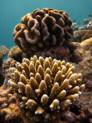 Obraz premium Finger coral - Acropora sp. growing in front of another young coral formation