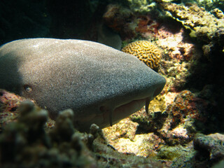 Nurse shark - Ginglymostoma Cirratum