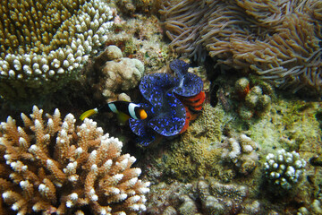 Underwater coral reef scape with a Tridacna Squamosa covered by a red sponge, a finger coral Acropora sp. a Sea Anemone and Clarkii Anemonefish in the scene