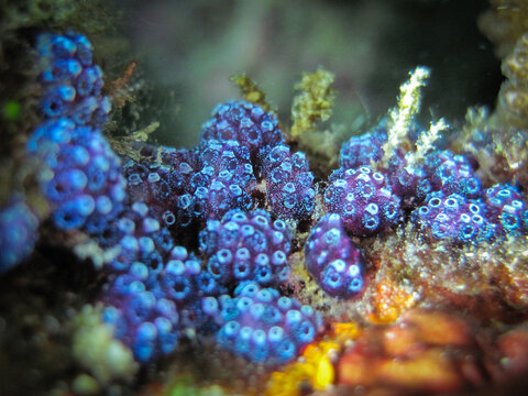 Clevelina sp. - Ascidians -Tunicates - Sea squirts colony