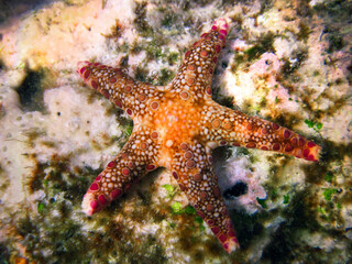 Neoferdina Offret - Starfish