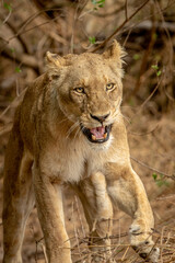 Close up of a growling Lion in Kruger.