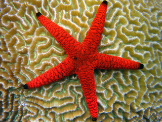 Formia Milleporella - Red Starfish - Black Spotted Starfish