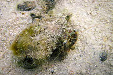 Paguroidea - Hermit crab in a conus shell