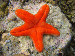 Choriaster granulatus - Oresteriade - Granulated sea star - Big-plated sea star - Doughboy starfish...