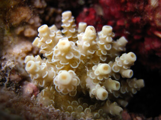 Dead Coral - Empty shell of corals