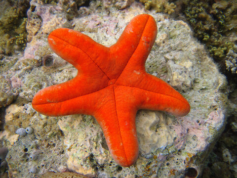 Choriaster granulatus - Oresteriade - Granulated sea star - Big-plated sea star - Doughboy starfish - Starfish