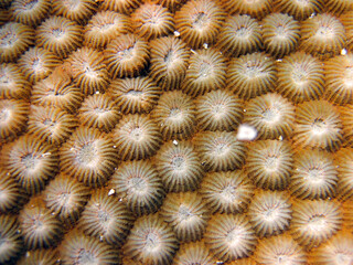 Honeycomb Coral close up macro