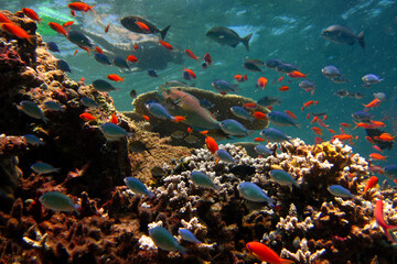 Fototapeta na wymiar Biodiversity on full of life coral reef of Maldives