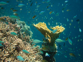 Naklejka na ściany i meble Huge school of fishes Chromis sp. on natural environment of Maldives coral reef.