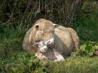 A Dorset breed ewe and her newborn lamb, snuggled up together by a hedge.