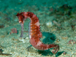 Obraz na płótnie Canvas Brown seahorse underwater on a sandy bottom.