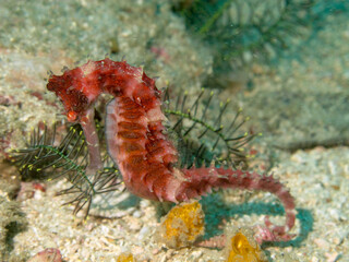 Obraz na płótnie Canvas Brown seahorse underwater on a sandy bottom.