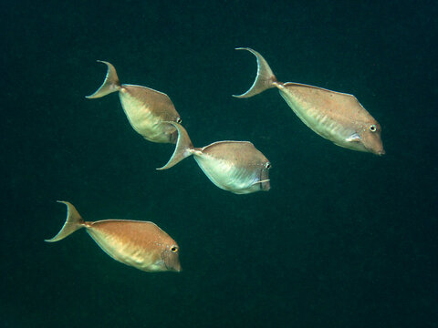 Humpback Unicornfish - Naso Brachycentron