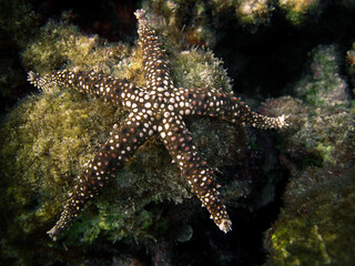 Gomophia cf. Egeriae - Starfish on coral reef of Maldives.