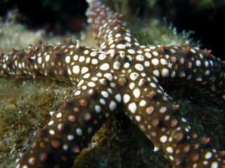 Gomophia cf. Egeriae - Starfish close up on coral reef of Maldives.