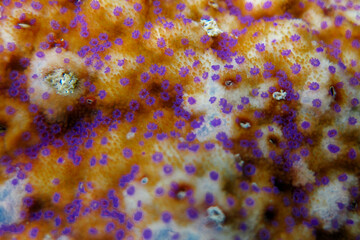 Unknown Coral close up on coral reef of Maldives