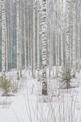 Fototapeta premium Birch grove in snowy weather. Straight tree trunks. snowy weather
