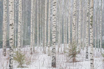 Birch grove in snowy weather. Straight tree trunks. snowy weather