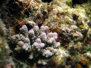 Naklejka na ściany i meble Scorpionfish in Wilderness of Maldivian Coral Reef 