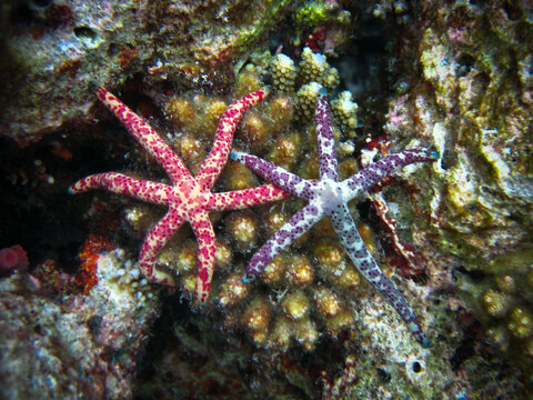 Linckia Multifora - Pair of Maldives Starfish on Coral Reef of Maldives
