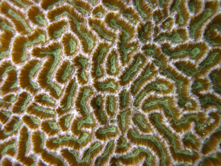 Platygyra Sinesis - Hard coral - Stony coral close up macro texture