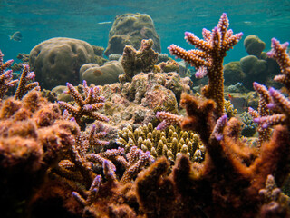 Fototapeta na wymiar Seascape underwater on coral reef of Maldives.