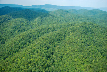Obraz premium green forest in the mountains