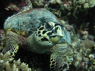Hawksbill sea turtle - Eretmochelys imbricata looking at camera frontal photograph
