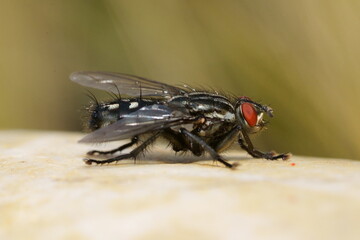 Fototapeta premium macro de mouche