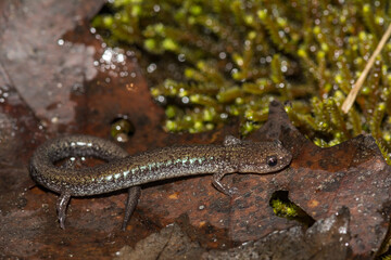 Obraz na płótnie Canvas Red-backed Salamander - Plethodon cinereus
