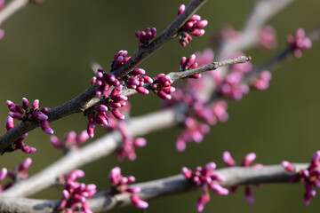 Closeup of scarlet buds adorning a redbud tree in the spring.