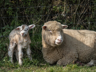 Spring idyll, a Dorset breed ewe and her newborn lamb shelter by a hedge. Animal husbandry.