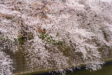 Obraz na płótnie Canvas 春、桜