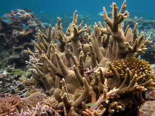 Fototapeta na wymiar Acropora Danai - Hard Coral - Stony coral formation